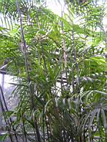 Chamaedorea Seifrizii (fam. Arecacees) (Amerique centrale) (3) (Photo F. Mrugala)